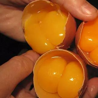 Почему яйцо оранжевое. Двухжелтковые яйца. Яйцо с двумя желтками. Яичный желток. Желток куриного яйца.